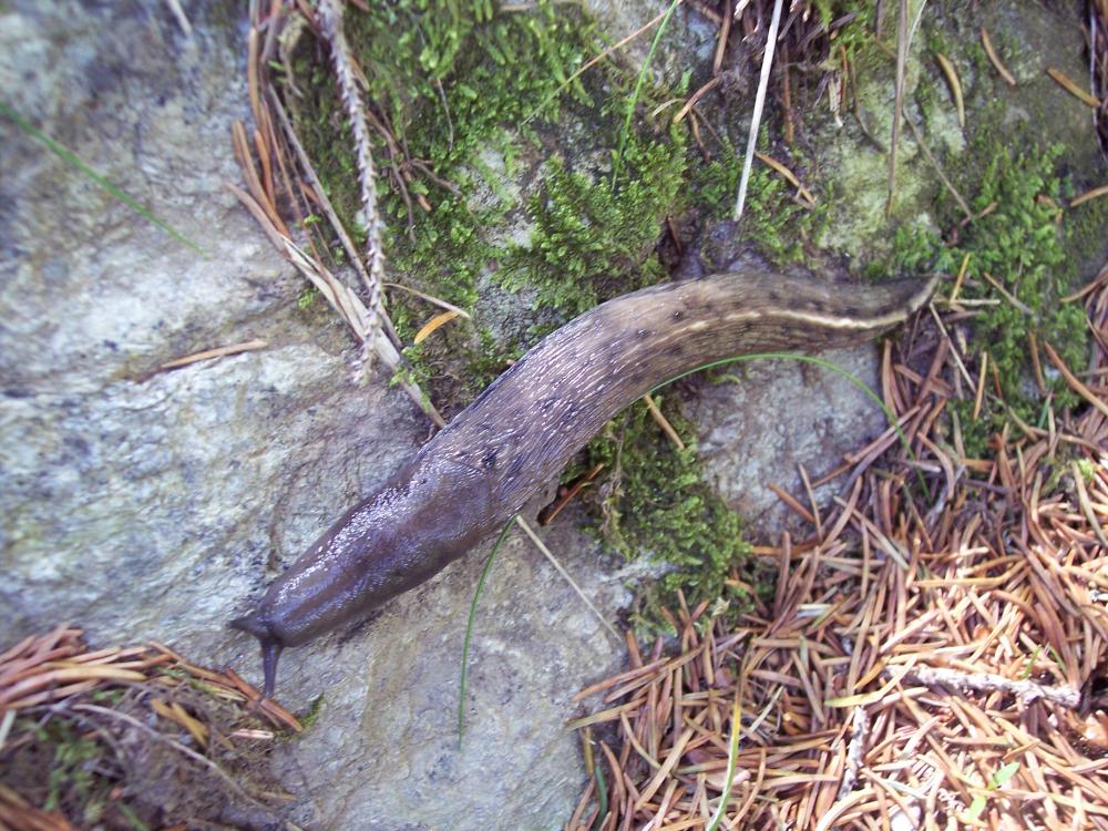 Limax cf cinereoniger da Cusago (MI)